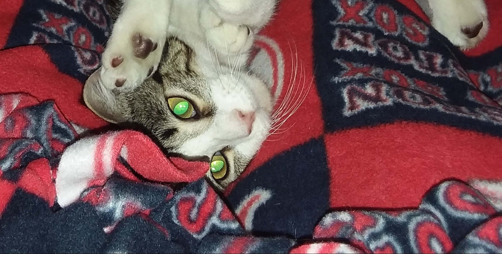 Happy National Pets Day!